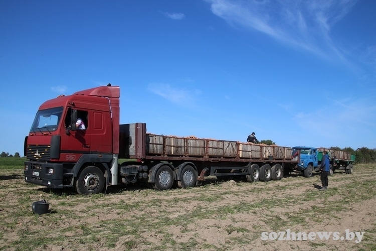 В Гомельском районе кукуруза на силос убрана с 97 процентов площадей