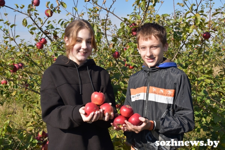 Молодежь — за урожай: школьники из Урицкого помогают в сборе яблок