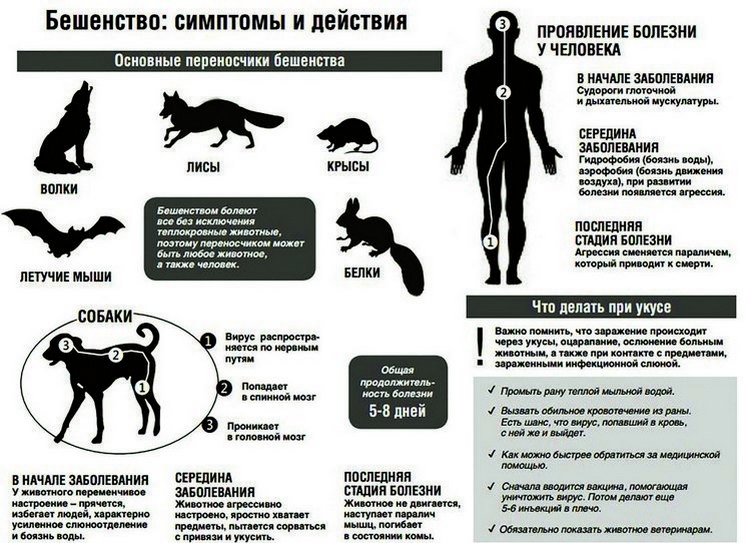 Специалисты рассказывают: что нужно знать о бешенстве?