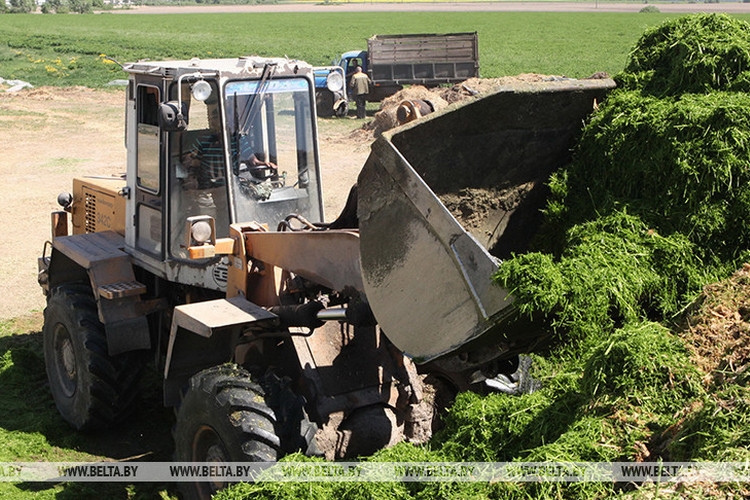 Озимая сурепица на зерно в Беларуси убрана почти с половины площадей