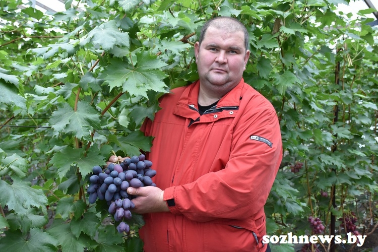 Коллекционер виноградной лозы Александр Дубовский уже более 15 лет выращивает различные сорта винограда