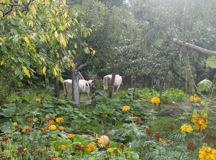 Гуляют быки