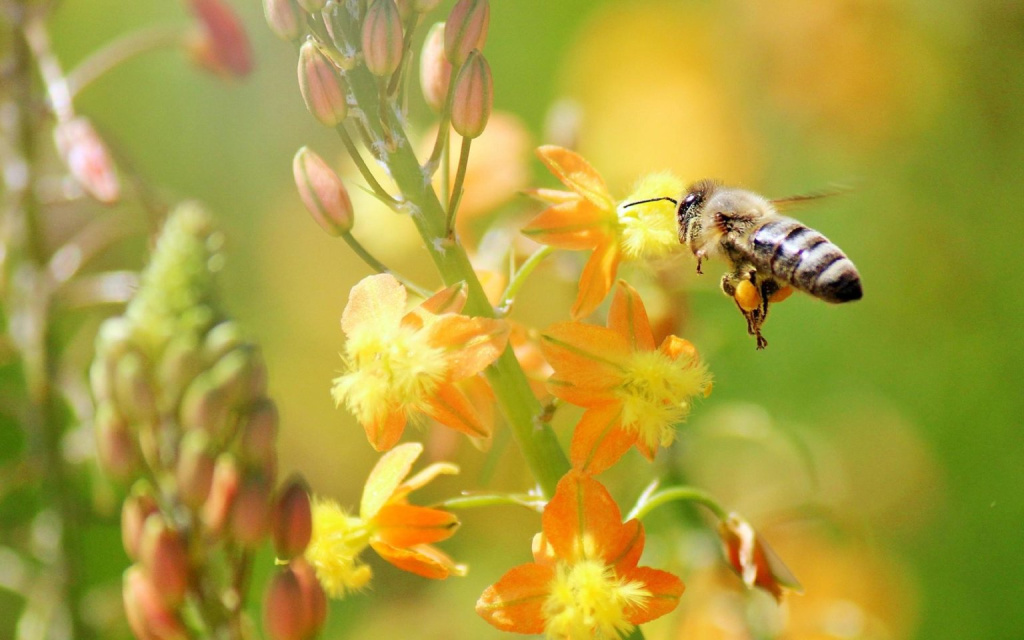 bee-flying-grass-1-1536x960.jpg bee-flying-grass-1-1536x960.jpg